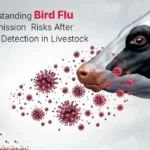 Understanding Bird Flu Transmission Risks After Antibody Detection in Livestock