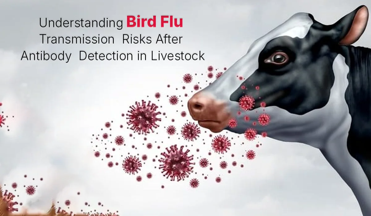 Understanding Bird Flu Transmission Risks After Antibody Detection in Livestock